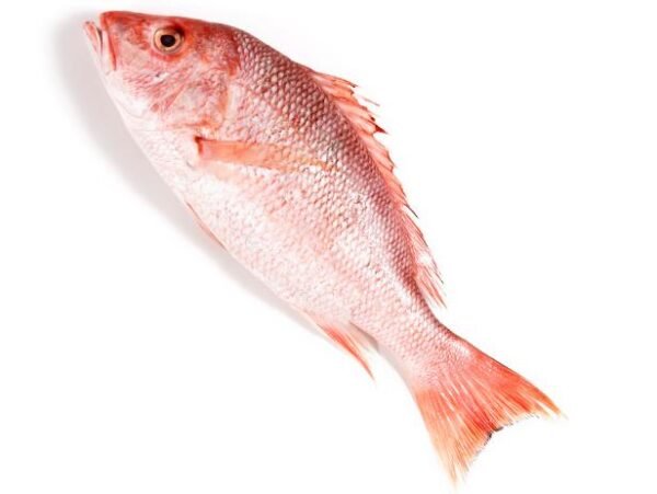 Red snipper fish 2-3