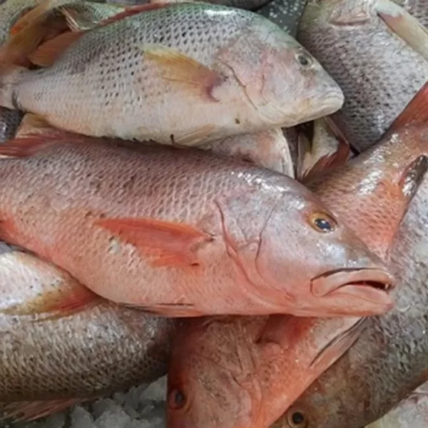 Red snipper fish 4up