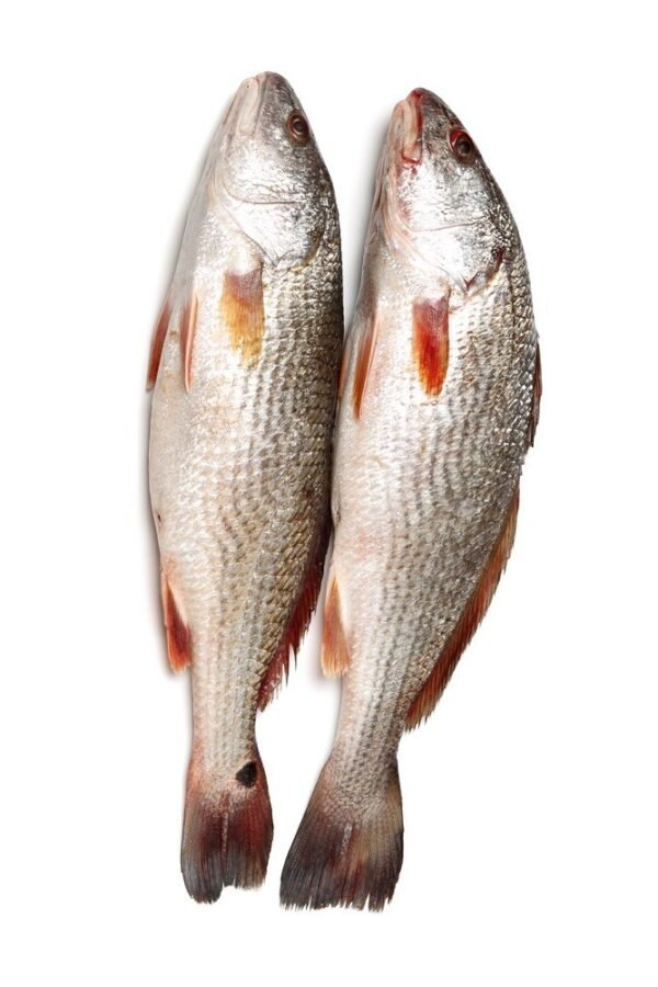 Croacker fish 32oz