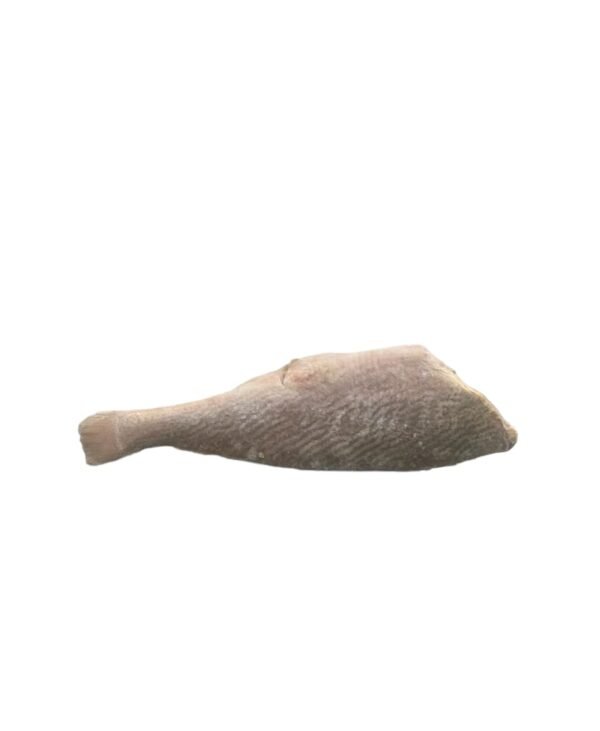 Croacker fish 8/16
