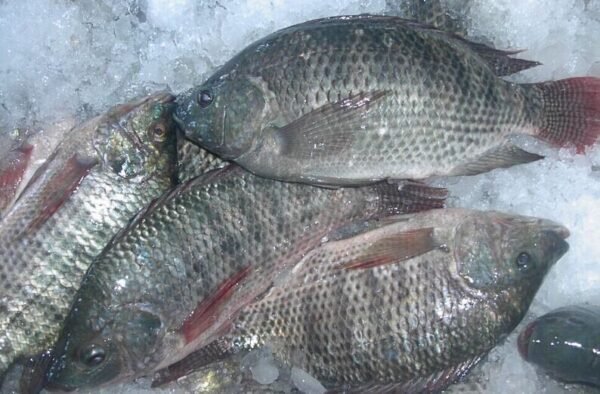 Frozen tilapia fish