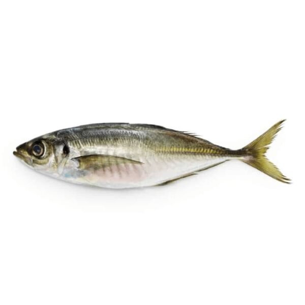Horse mackrel fish