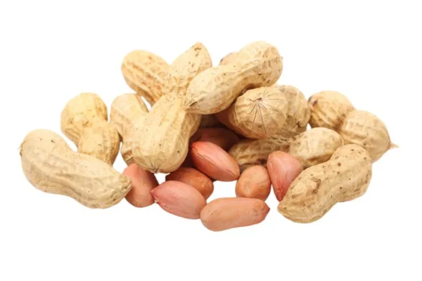fresh groundnut