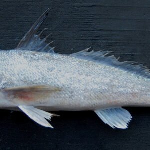 whitening fish