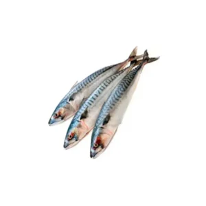 Horse mackerel